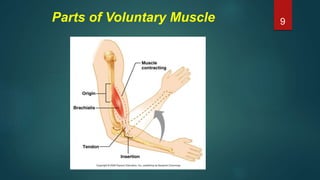 Parts of Voluntary Muscle 9
 