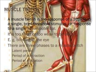  A muscle twitch is the response of a muscle to
a single, brief threshold stimulus or response
to a single action potential.
 It is too short or too weak to be useful
 E. g. blinking of the eye
 There are three phases to a muscle twitch
 Latent period
 Period of contraction
 Period of relaxation
 