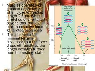 Skeletal muscle mechanics | PPT