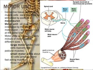 Skeletal muscle mechanics | PPT