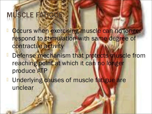 underlying mechanisms involved in muscle