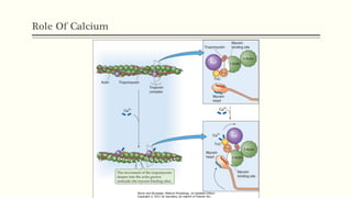 Role Of Calcium
 