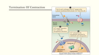 Termination Of Contraction
 