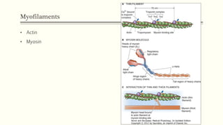 Myofilaments
• Actin
• Myosin
 