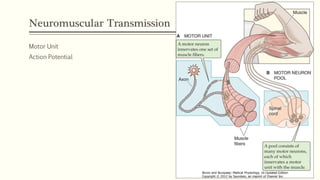 Neuromuscular Transmission
Motor Unit
Action Potential
 