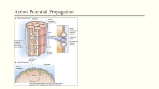 Action Potential Propagation
• Transverse Tubules
 