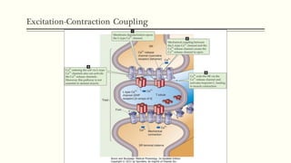 Excitation-Contraction Coupling
 