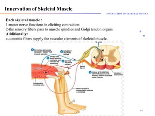 Skeletal Muscle histology - maha hammady.pptx