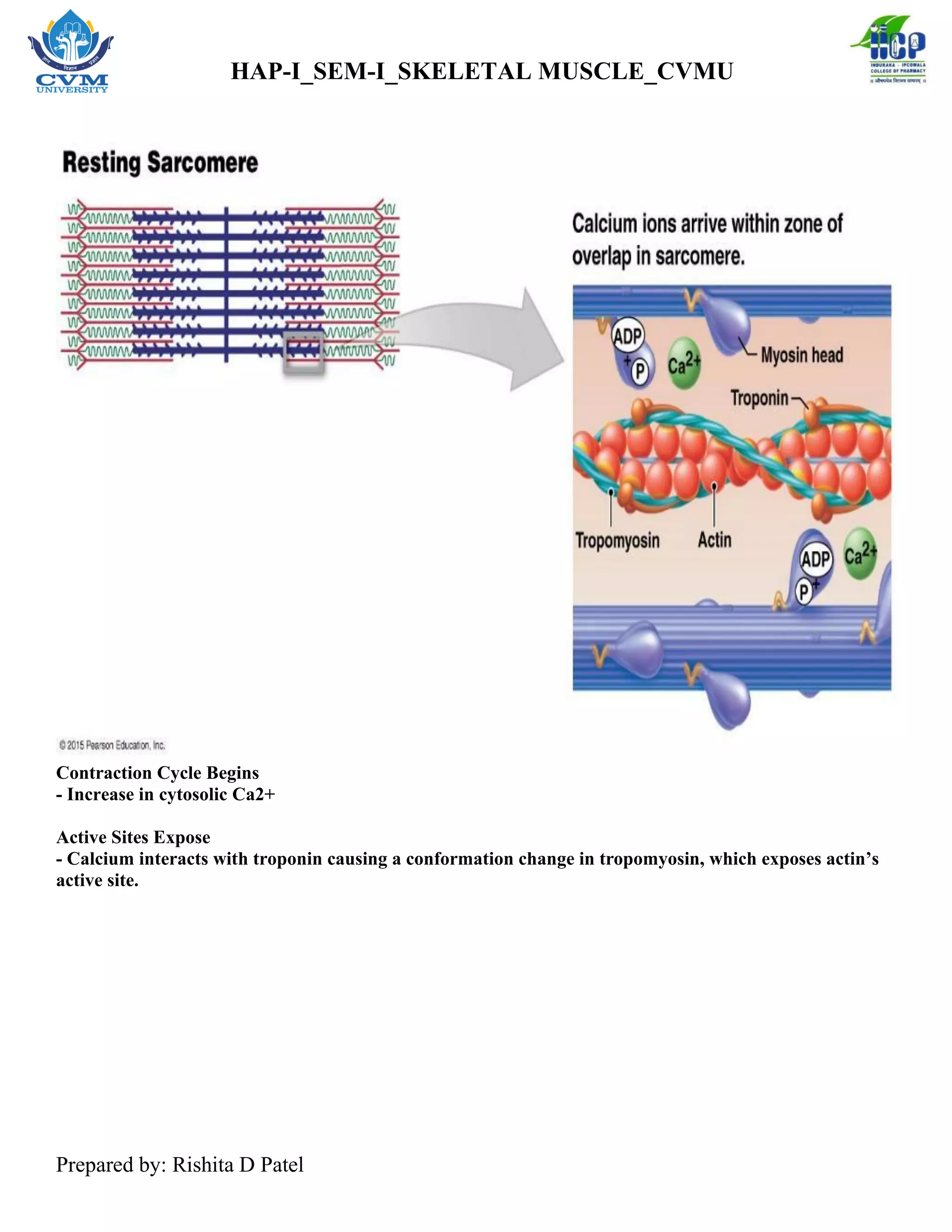 Skeletal Muscle Physiology of Muscle Contraction _RDP | PDF