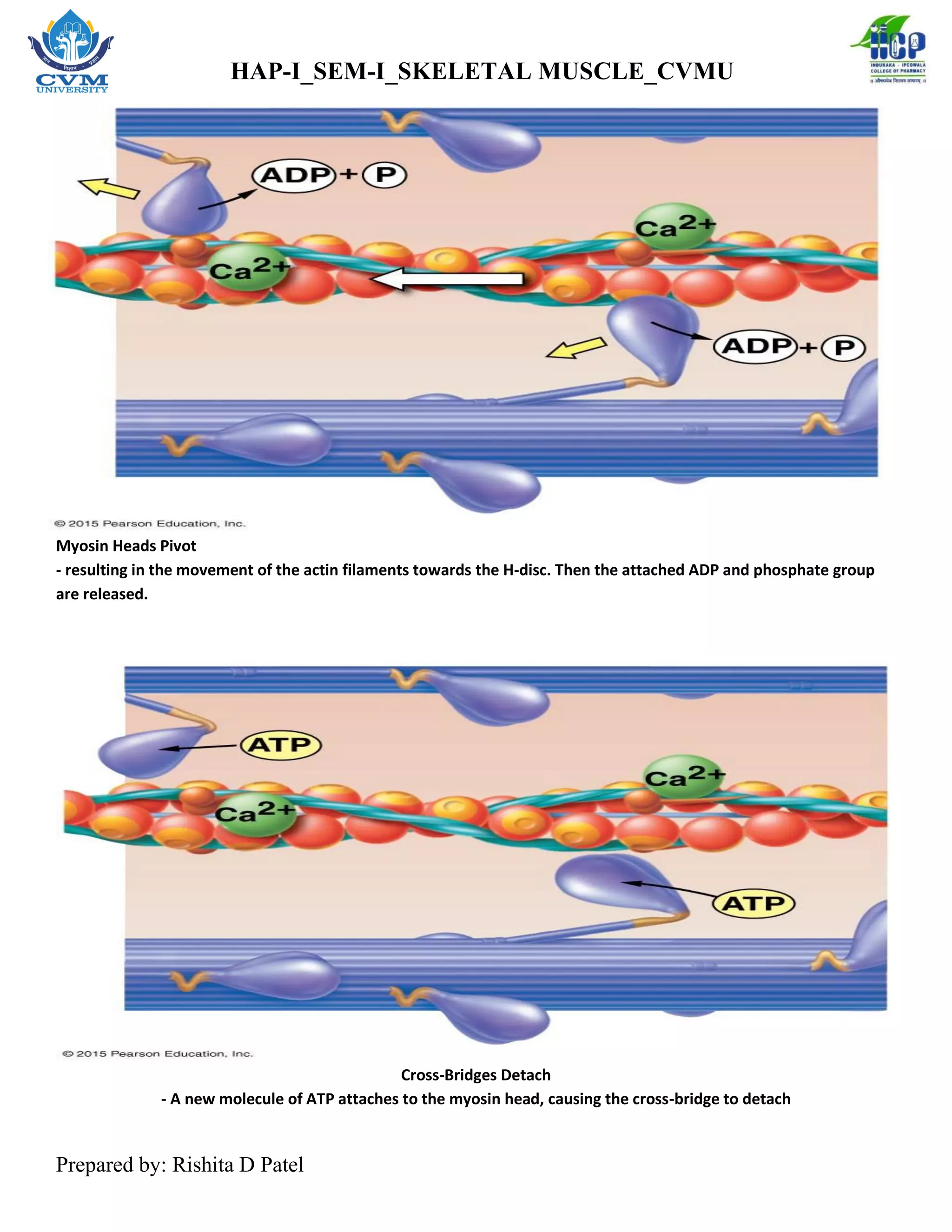 Skeletal Muscle Physiology of Muscle Contraction _RDP | PDF