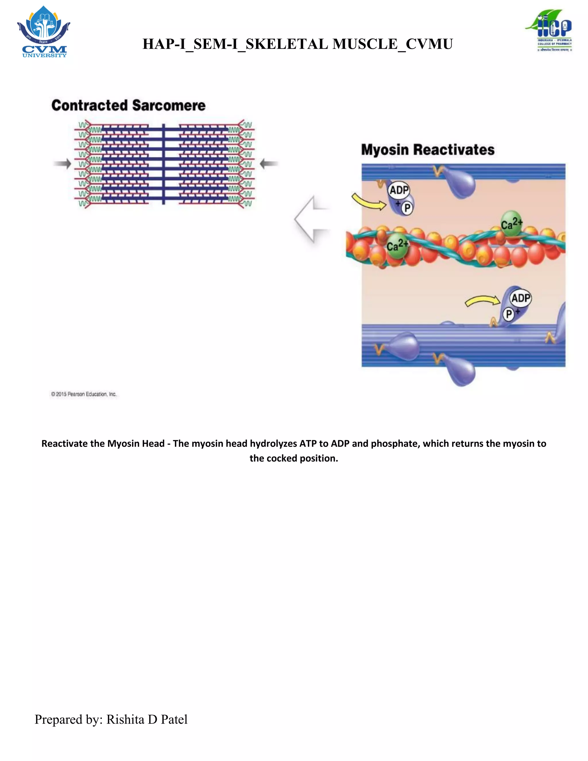Skeletal Muscle Physiology of Muscle Contraction _RDP | PDF