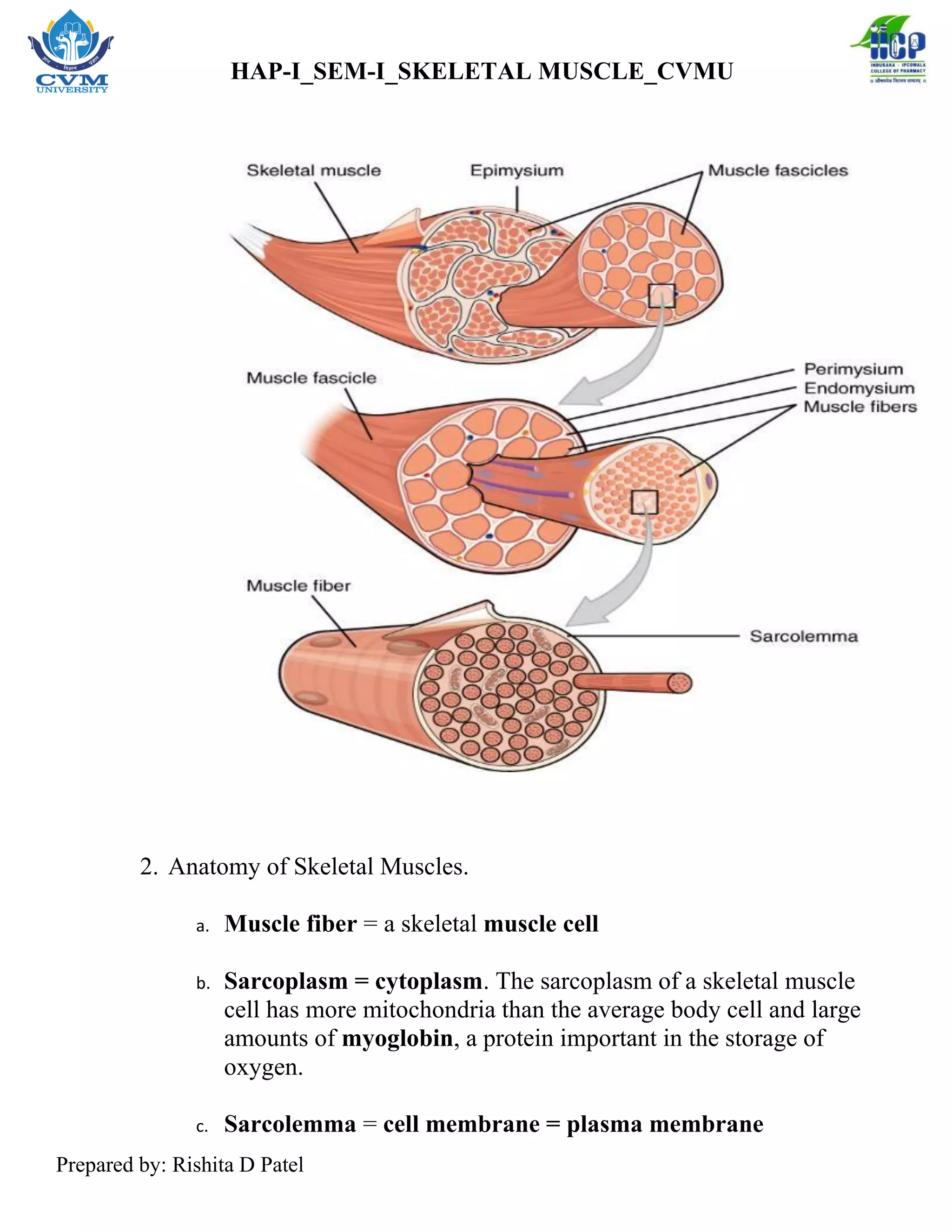Muscle Cell Key Features Human Muscle Cell Membrane