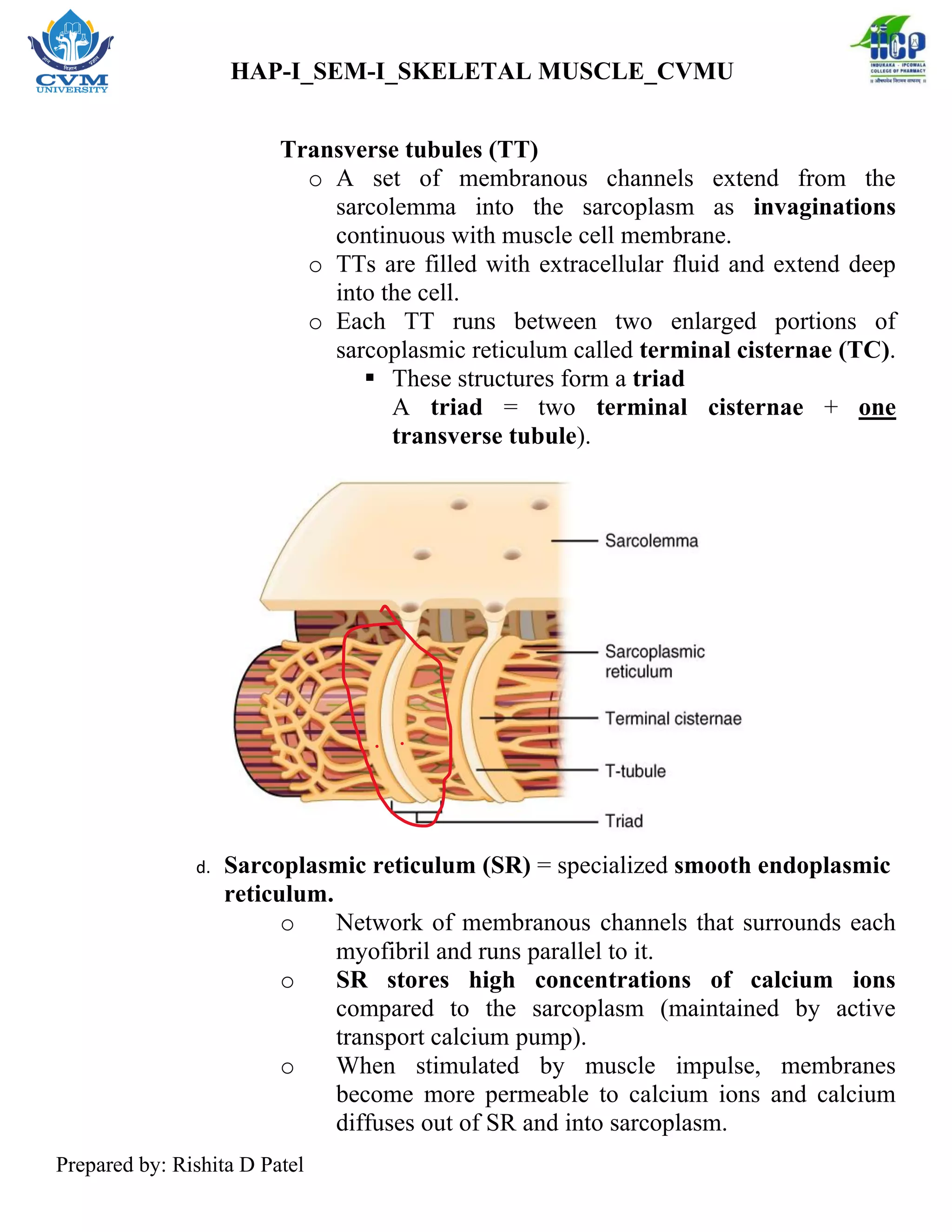 Skeletal Muscle Physiology of Muscle Contraction _RDP | PDF