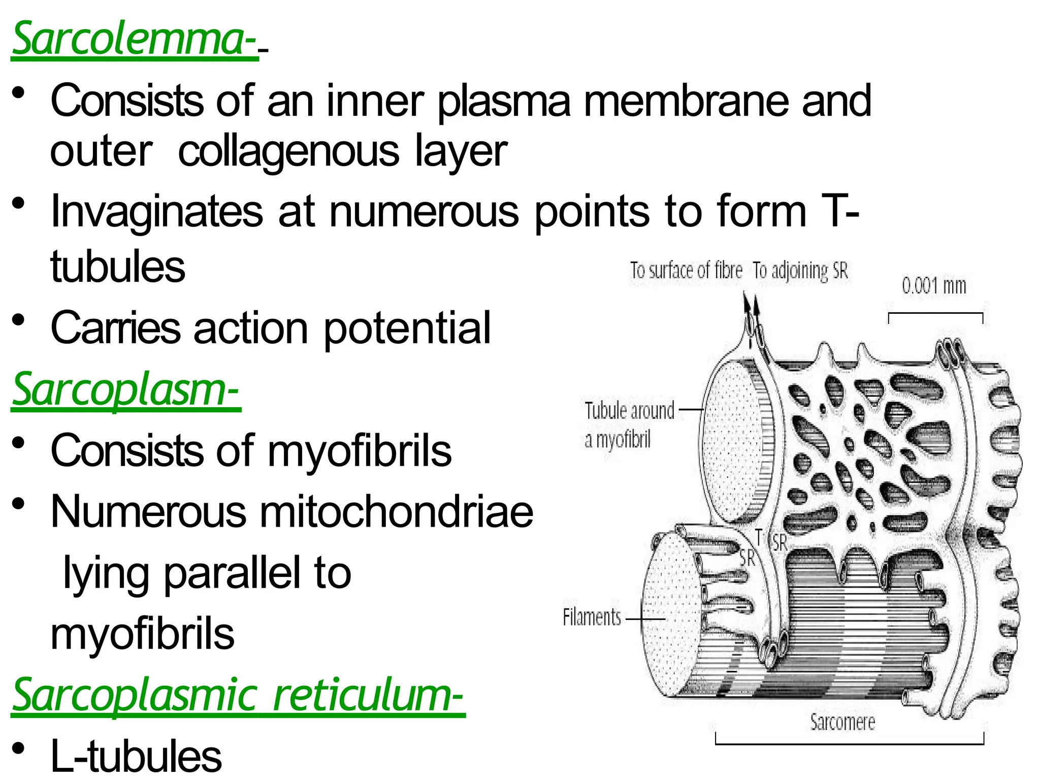Sarcolemma-
• Consists of an inner plasma membrane and
outer collagenous layer
• Invaginates at numerous points to form T-
tubules
• Carries action potential
Sarcoplasm-
• Consists of myofibrils
• Numerous mitochondriae
lying parallel to
myofibrils
Sarcoplasmic reticulum-
• L-tubules
 