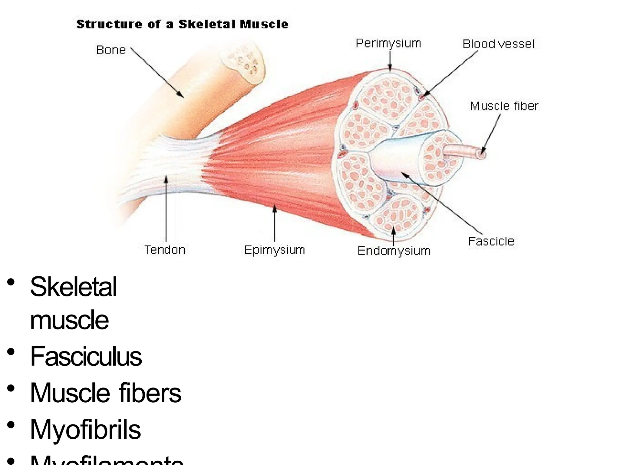 • Skeletal
muscle
• Fasciculus
• Muscle fibers
• Myofibrils
 