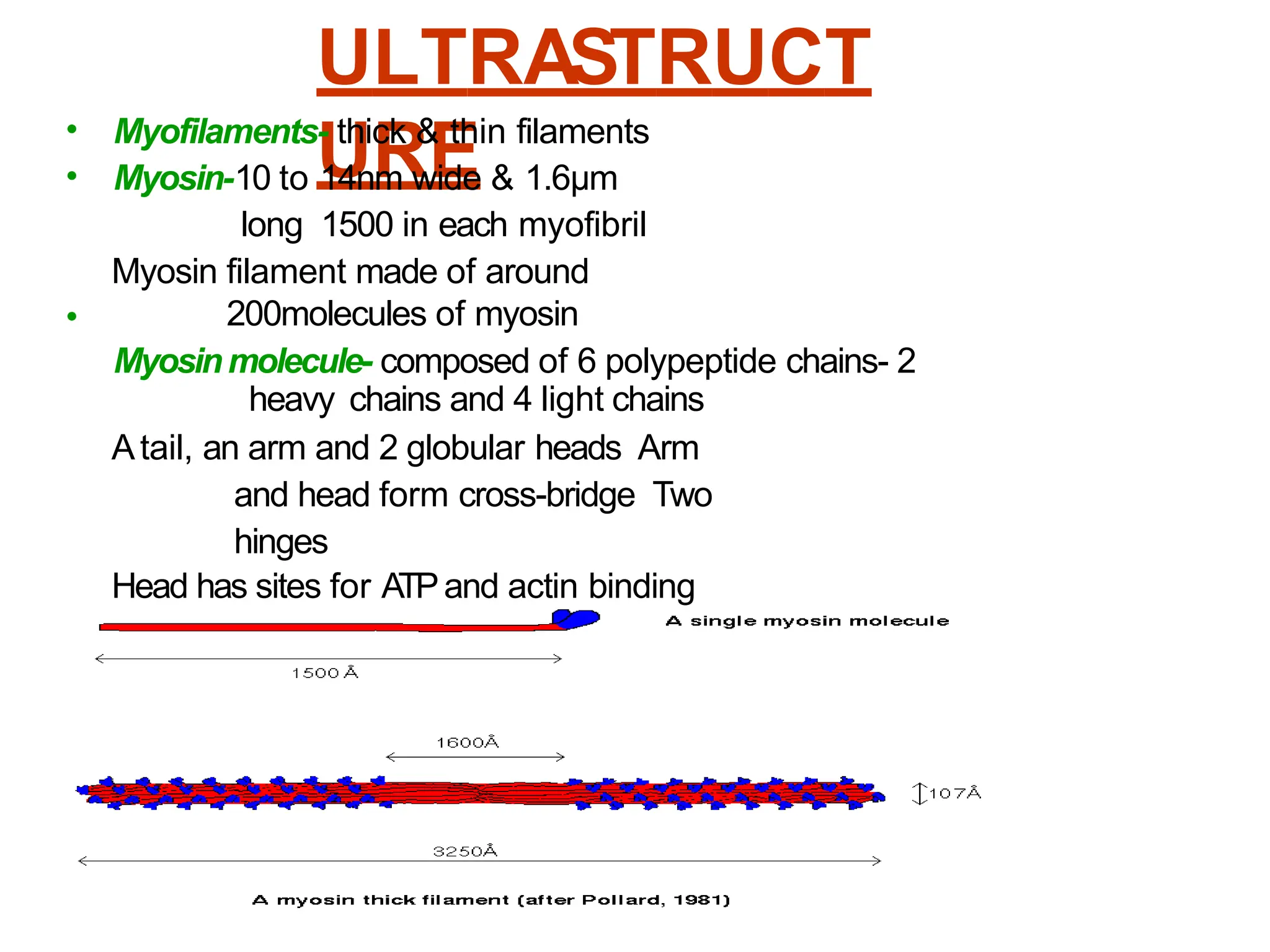 ULTRASTRUCT
URE
•
•
Myofilaments- thick & thin filaments
Myosin-10 to 14nm wide & 1.6μm
long 1500 in each myofibril
Myosin filament made of around
200molecules of myosin
Myosinmolecule- composed of 6 polypeptide chains- 2
heavy chains and 4 light chains
Atail, an arm and 2 globular heads Arm
and head form cross-bridge Two
hinges
Head has sites for ATPand actin binding
•
 