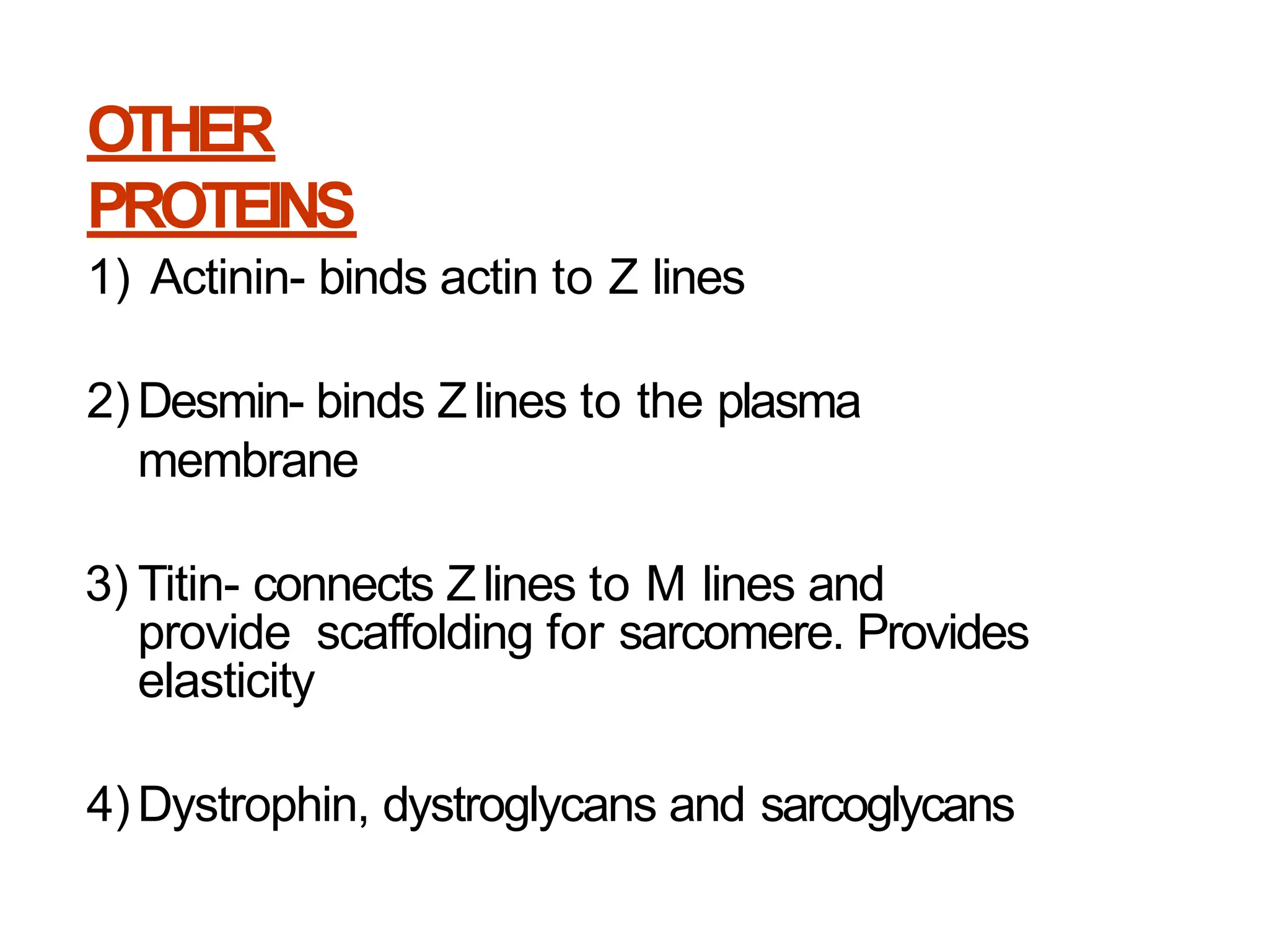 OTHER
PROTEINS
1) Actinin- binds actin to Z lines
2)Desmin- binds Zlines to the plasma
membrane
3) Titin- connects Zlines to M lines and
provide scaffolding for sarcomere. Provides
elasticity
4)Dystrophin, dystroglycans and sarcoglycans
 