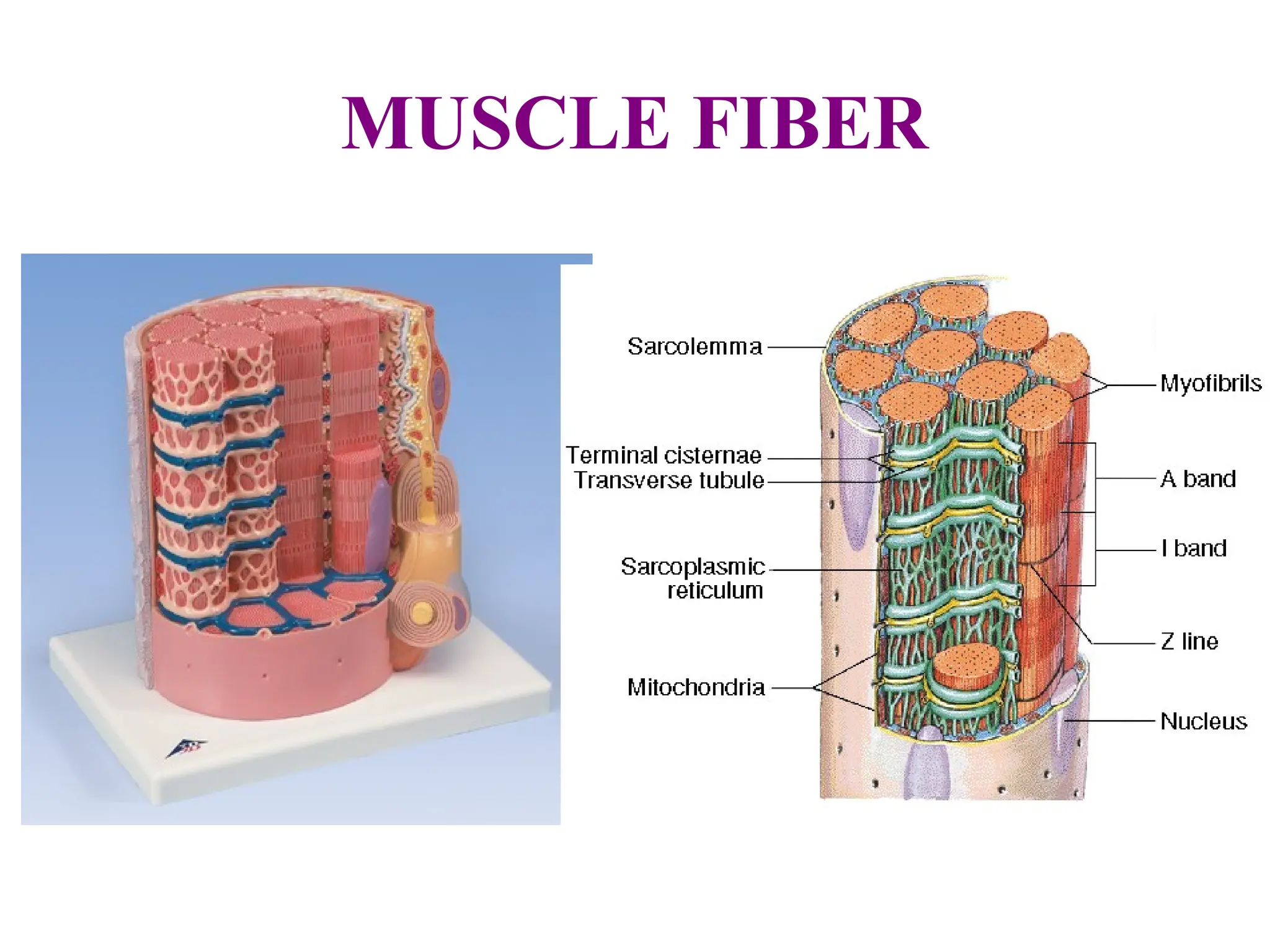 MUSCLE FIBER
 