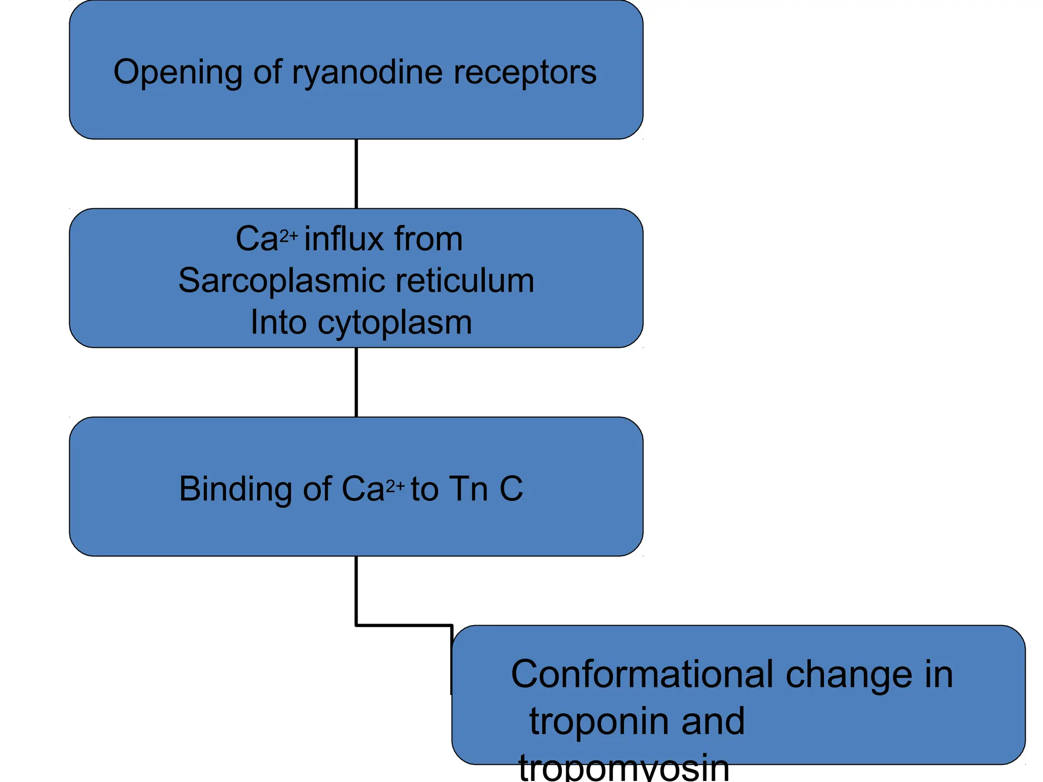 Opening of ryanodine receptors
Ca2+ influx from
Sarcoplasmic reticulum
Into cytoplasm
Binding of Ca2+ to Tn C
Conformational change in
troponin and
tropomyosin
 