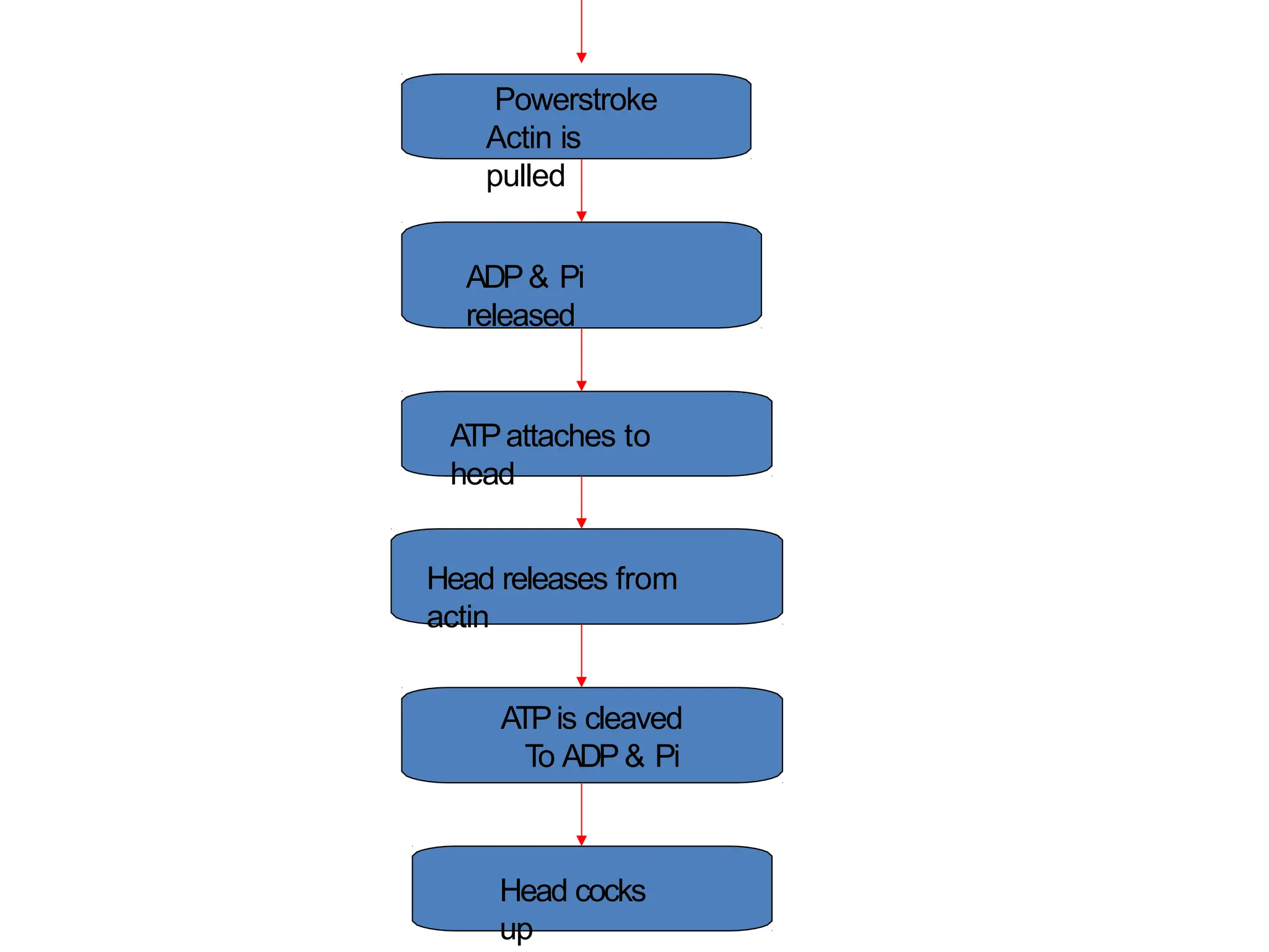 Powerstroke
Actin is
pulled
ADP& Pi
released
A
TPattaches to
head
Head releases from
actin
ATPis cleaved
To ADP& Pi
Head cocks
up
 