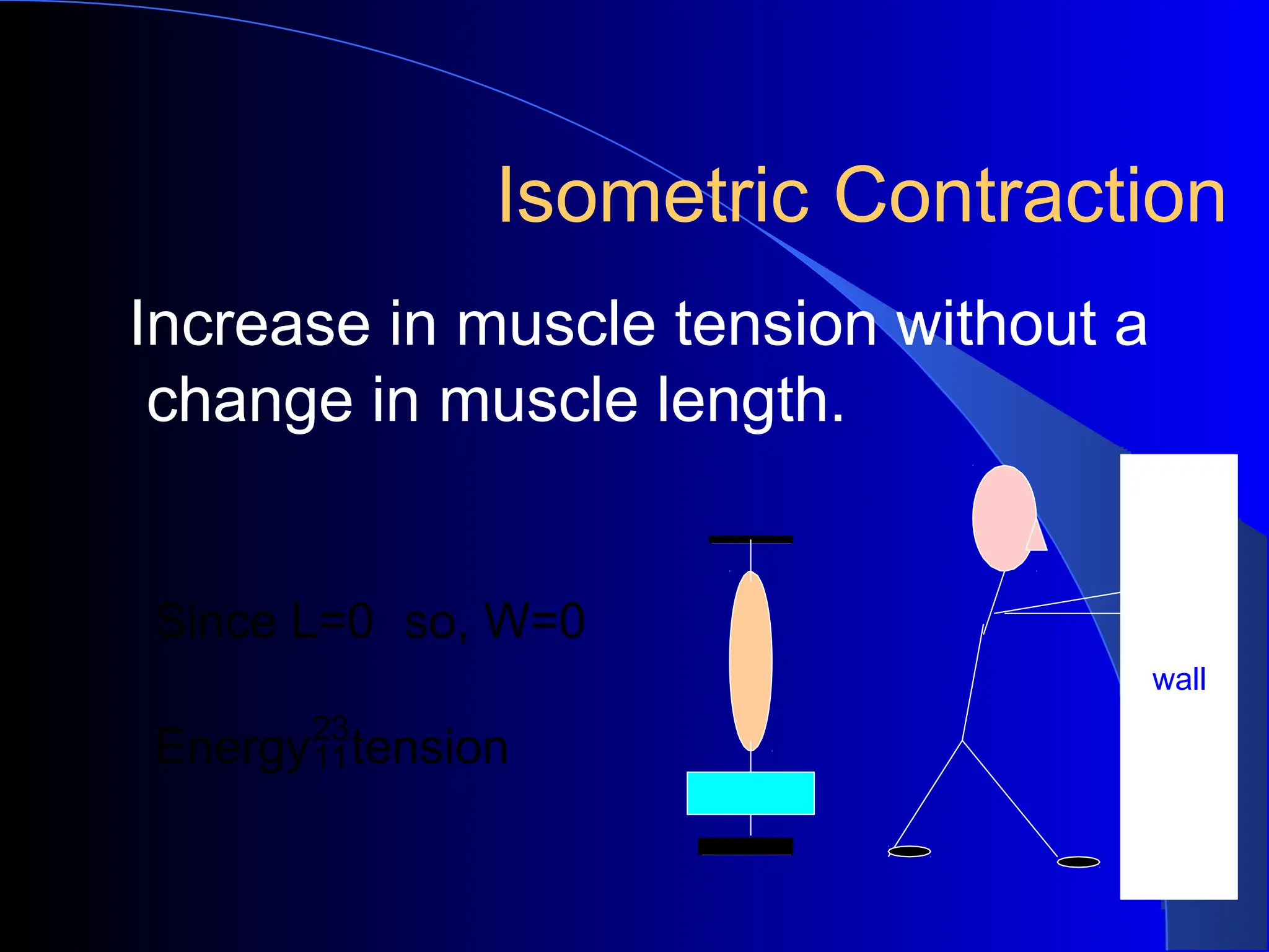 Isometric Contraction
Increase in muscle tension without a
change in muscle length.
wall
Since L=0 so, W=0
Energytension
 