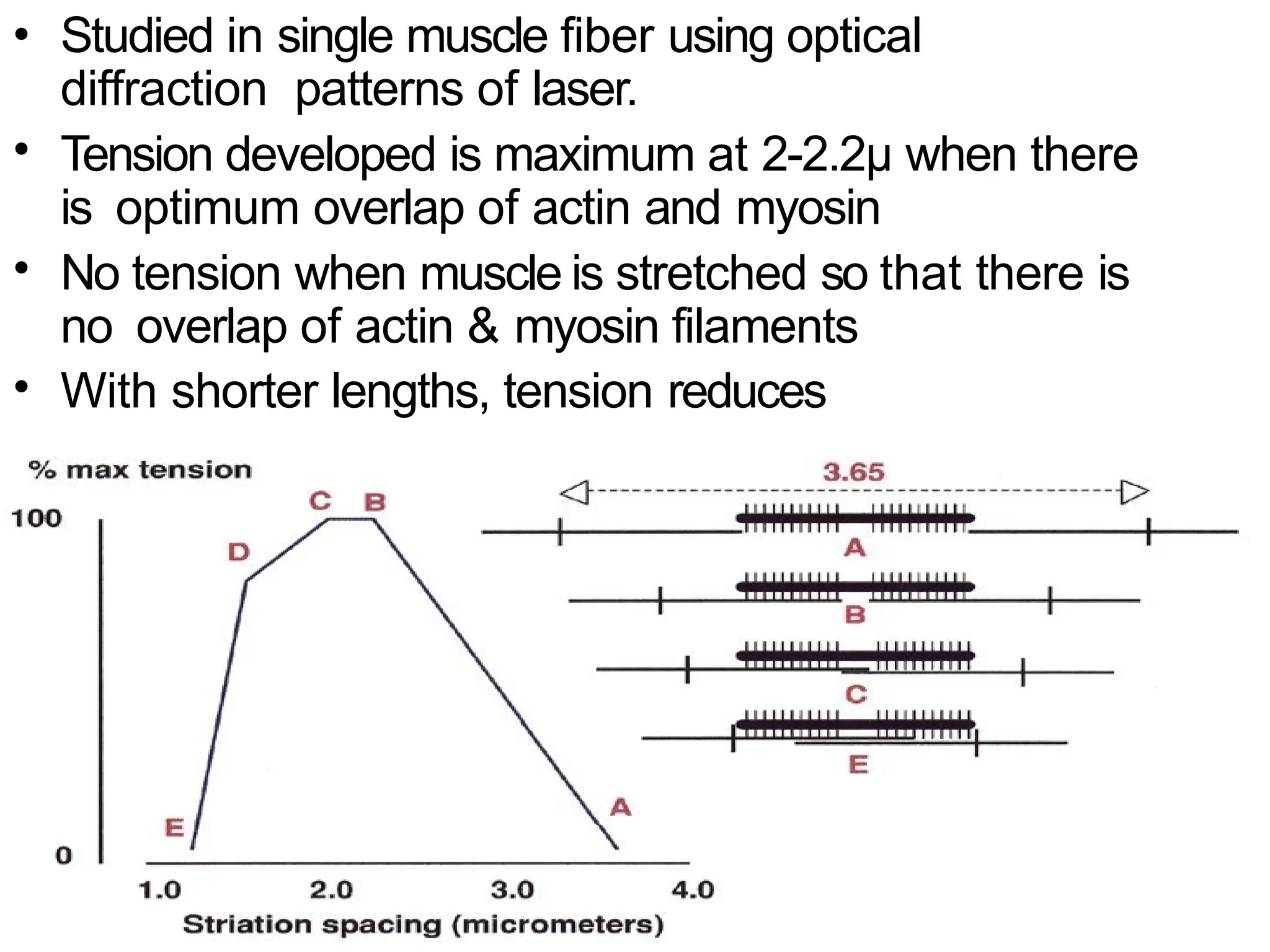 • Studied in single muscle fiber using optical
diffraction patterns of laser.
Tension developed is maximum at 2-2.2μ when there
is optimum overlap of actin and myosin
No tension when muscle is stretched so that there is
no overlap of actin & myosin filaments
With shorter lengths, tension reduces
•
•
•
 