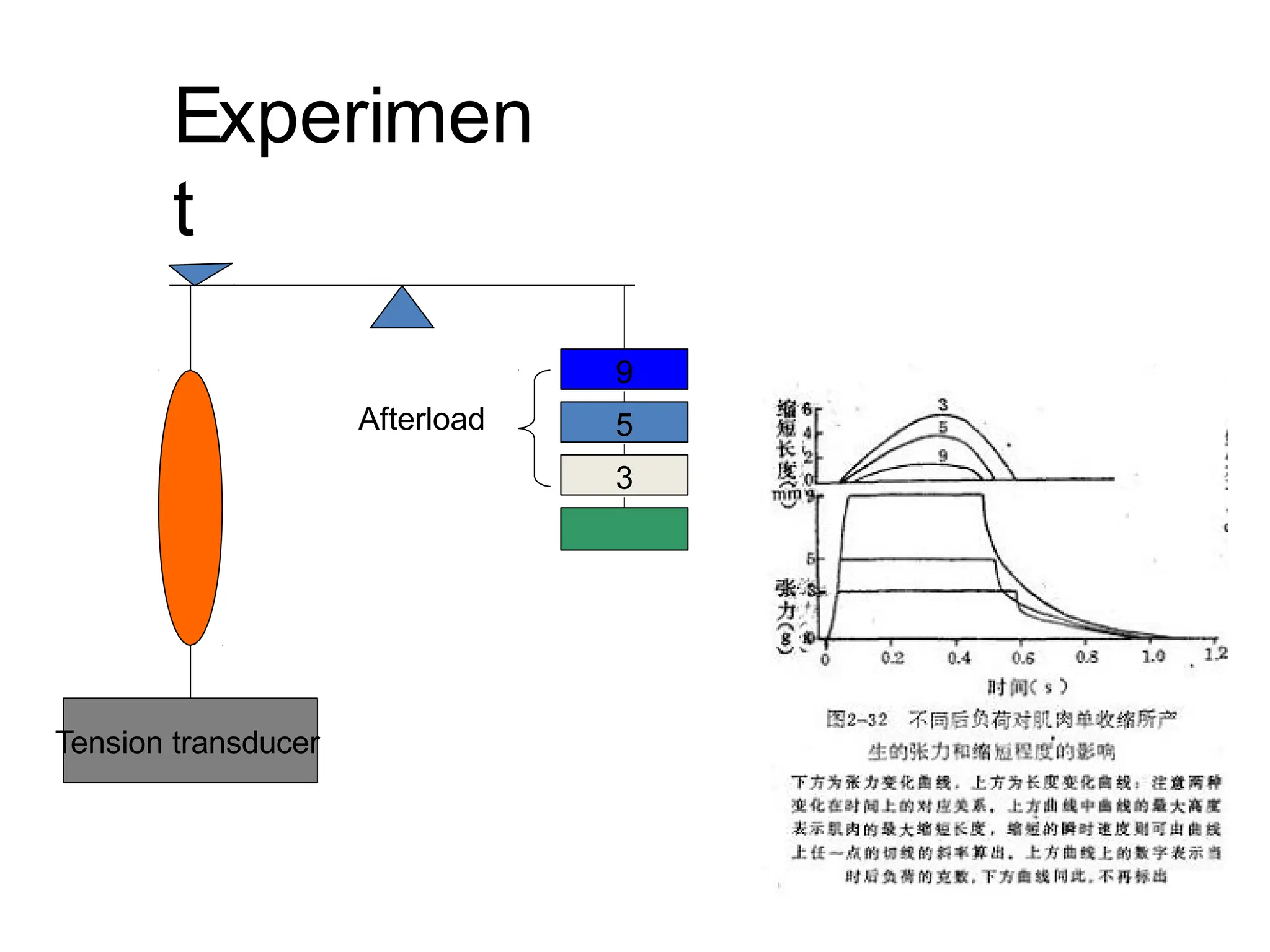 Tension transducer
3
5
Afterload
9
Experimen
t
 