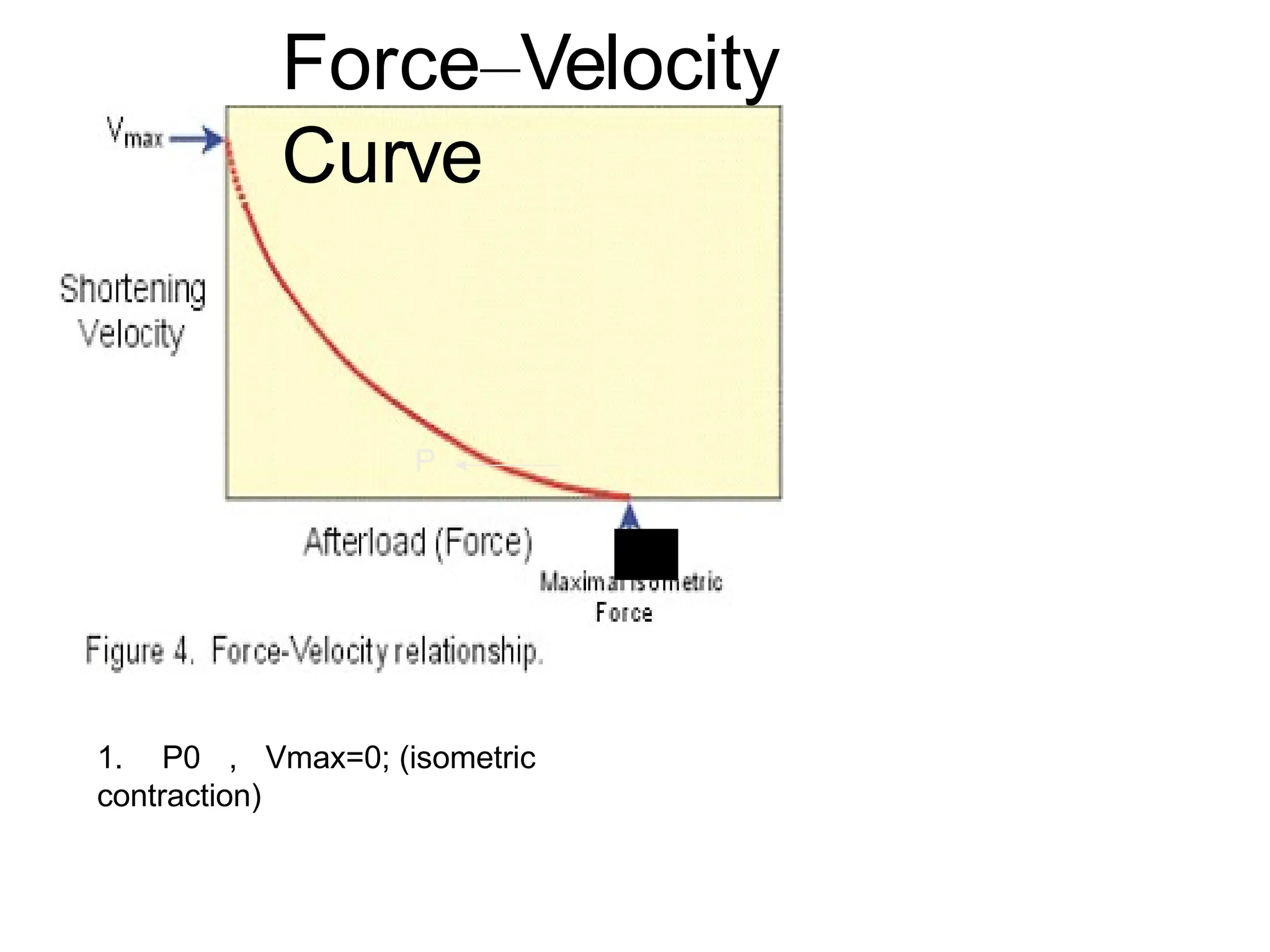 Force–Velocity
Curve
P
1. P0 ， Vmax=0; (isometric
contraction)
 