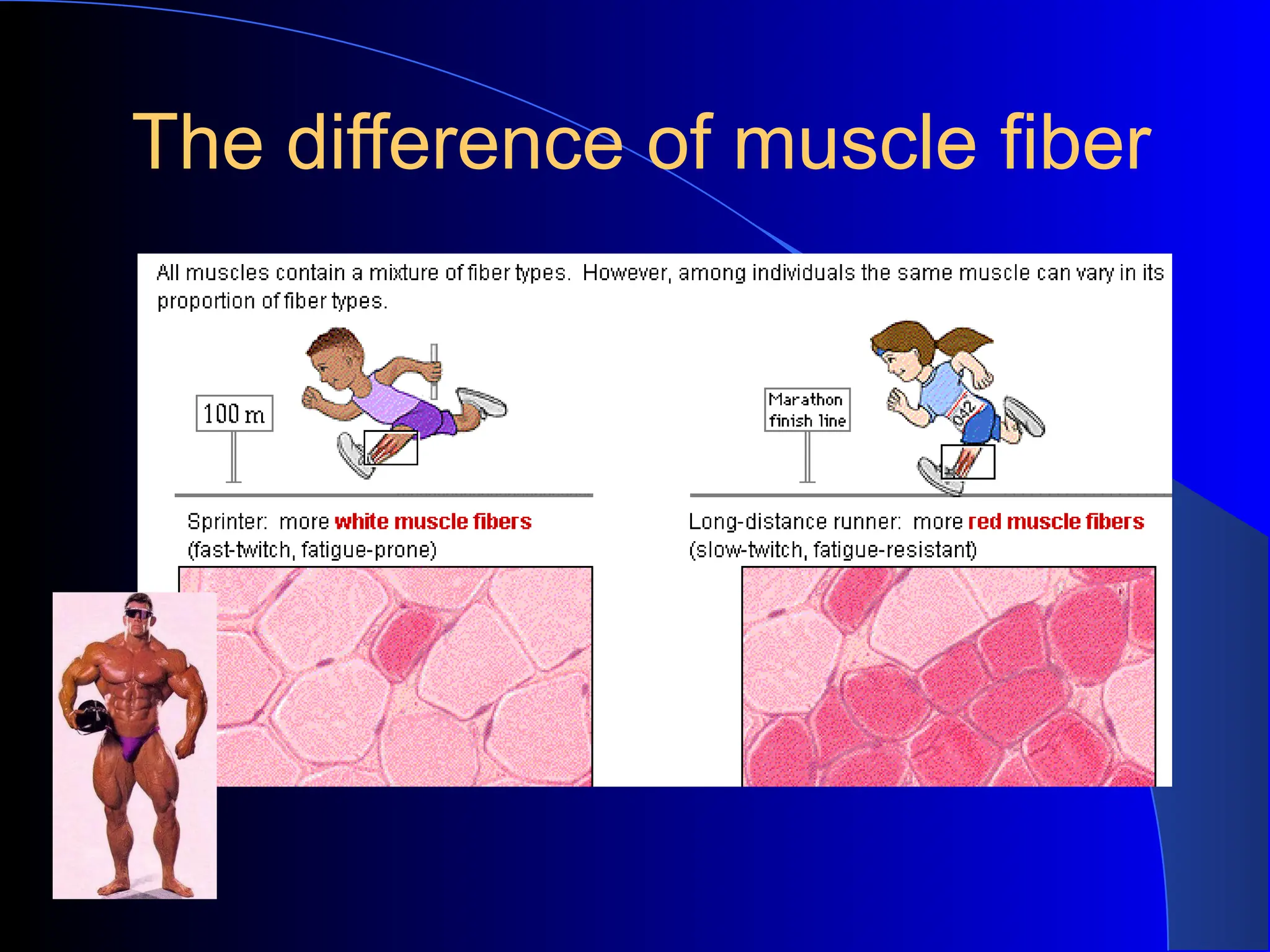 The difference of muscle fiber
 
