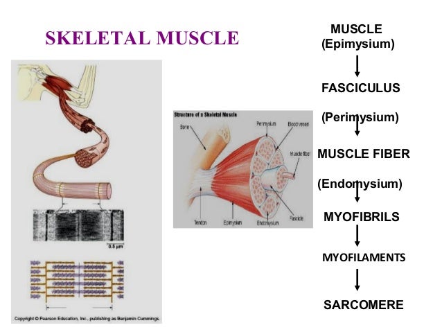 Skeletal muscle Physiology