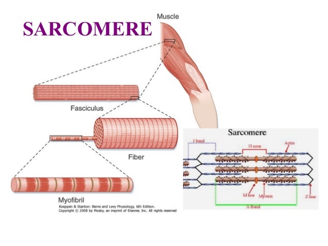 physiology lab skeletal muscle physiology Exercise 2: skeletal muscle physiology: activity 1: the muscle twitch and the latent period lab report pre-lab quiz results you scored 100% by answering 5 out of 5 questions correctly. physiology lab skeletal muscle physiology Exercise 2: skeletal muscle physiology: activity 1: the muscle twitch and the latent period lab report pre-lab quiz results you scored 100% by answering 5 out of 5 questions correctly.