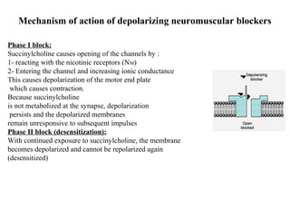Mechanism of action of depolarizing neuromuscular blockers
Phase I block:
Succinylcholine causes opening of the channels by :
1- reacting with the nicotinic receptors (NM)
2- Entering the channel and increasing ionic conductance
This causes depolarization of the motor end plate
which causes contraction.
Because succinylcholine
is not metabolized at the synapse, depolarization
persists and the depolarized membranes
remain unresponsive to subsequent impulses
Phase II block (desensitization):
With continued exposure to succinylcholine, the membrane
becomes depolarized and cannot be repolarized again
(desensitized)

 