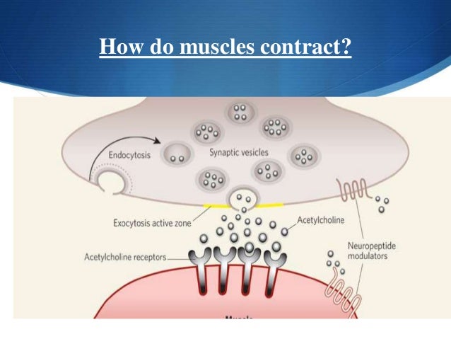 How do muscles contract?