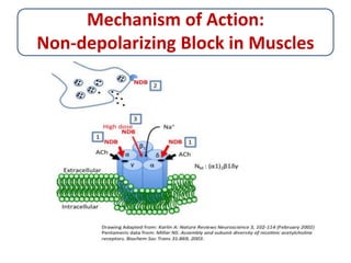 skeletalmusclerelaxants-161103031625.pdf