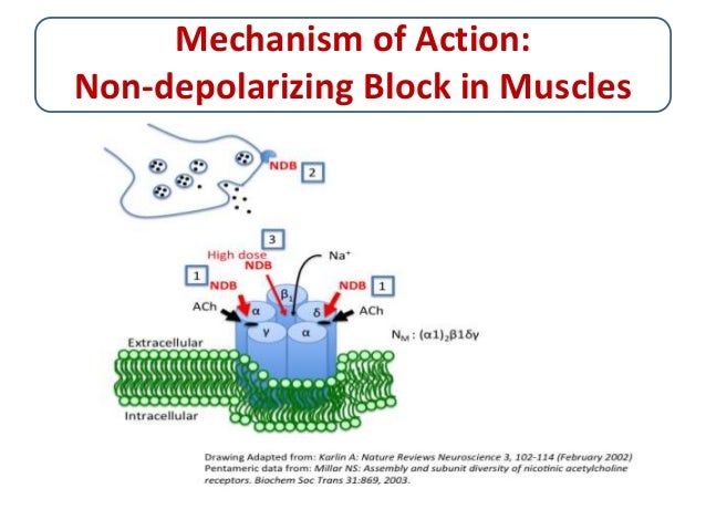 Skeletal Muscle Relaxants