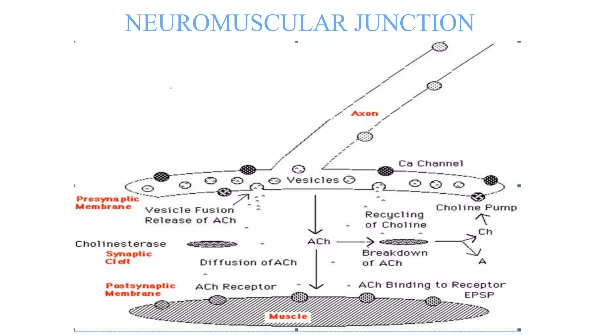 Skeletal muscle relaxants & Spasmolytics dr abdul azeem | PPTX