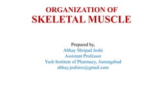 ORGANIZATION OF
SKELETAL MUSCLE
Prepared by,
Abhay Shripad Joshi
Assistant Professor
Yash Institute of Pharmacy, Aurangabad
abhay.joshirss@gmail.com
 