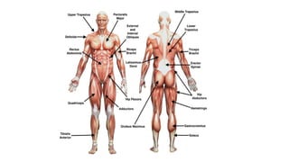 Comprehensive Overview of Human Skeletal Muscles: Structure, Function ...