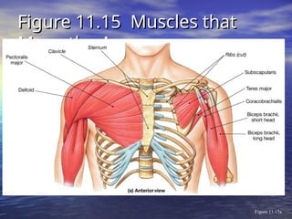 Figure 11.15 Muscles that
Figure 11.15 Muscles that
Move the Arm
Move the Arm
Figure 11.15a
 