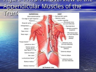 Figure 11.13a
Figure 11.13 An Overview of the
Figure 11.13 An Overview of the
Appendicular Muscles of the
Appendicular Muscles of the
Trunk
Trunk
 