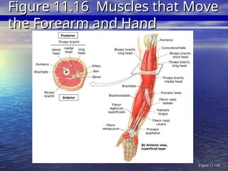 Figure 11.16b
Figure 11.16 Muscles that Move
Figure 11.16 Muscles that Move
the Forearm and Hand
the Forearm and Hand
 