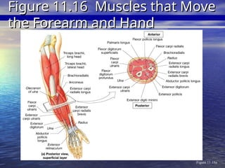 Figure 11.16a
Figure 11.16 Muscles that Move
Figure 11.16 Muscles that Move
the Forearm and Hand
the Forearm and Hand
 