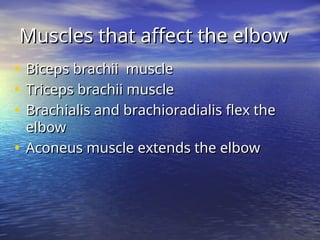 • Biceps brachii muscle
Biceps brachii muscle
• Triceps brachii muscle
Triceps brachii muscle
• Brachialis and brachioradialis flex the
Brachialis and brachioradialis flex the
elbow
elbow
• Aconeus muscle extends the elbow
Aconeus muscle extends the elbow
Muscles that affect the elbow
Muscles that affect the elbow
 