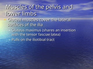 • Gluteal muscles cover the lateral
Gluteal muscles cover the lateral
surfaces of the ilia
surfaces of the ilia
– Gluteus maximus (shares an insertion
Gluteus maximus (shares an insertion
with the tensor fasciae latea)
with the tensor fasciae latea)
– Pulls on the iliotibial tract
Pulls on the iliotibial tract
Muscles of the pelvis and
Muscles of the pelvis and
lower limbs
lower limbs
 