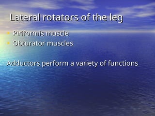 • Piriformis muscle
Piriformis muscle
• Obturator muscles
Obturator muscles
Adductors perform a variety of functions
Adductors perform a variety of functions
Lateral rotators of the leg
Lateral rotators of the leg
 