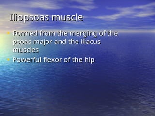• Formed from the merging of the
Formed from the merging of the
psoas major and the iliacus
psoas major and the iliacus
muscles
muscles
• Powerful flexor of the hip
Powerful flexor of the hip
Iliopsoas muscle
Iliopsoas muscle
 