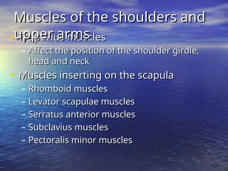 • Trapezius muscles
Trapezius muscles
– Affect the position of the shoulder girdle,
Affect the position of the shoulder girdle,
head and neck
head and neck
• Muscles inserting on the scapula
Muscles inserting on the scapula
– Rhomboid muscles
Rhomboid muscles
– Levator scapulae muscles
Levator scapulae muscles
– Serratus anterior muscles
Serratus anterior muscles
– Subclavius muscles
Subclavius muscles
– Pectoralis minor muscles
Pectoralis minor muscles
Muscles of the shoulders and
Muscles of the shoulders and
upper arms
upper arms
 