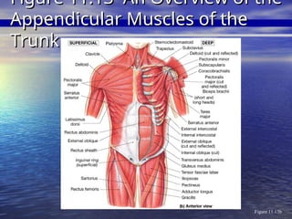 Figure 11.13b
Figure 11.13 An Overview of the
Figure 11.13 An Overview of the
Appendicular Muscles of the
Appendicular Muscles of the
Trunk
Trunk
 