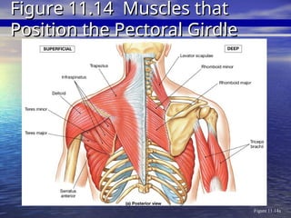 Figure 11.14a
Figure 11.14 Muscles that
Figure 11.14 Muscles that
Position the Pectoral Girdle
Position the Pectoral Girdle
 