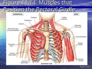 Figure 11.14b
Figure 11.14 Muscles that
Figure 11.14 Muscles that
Position the Pectoral Girdle
Position the Pectoral Girdle
 